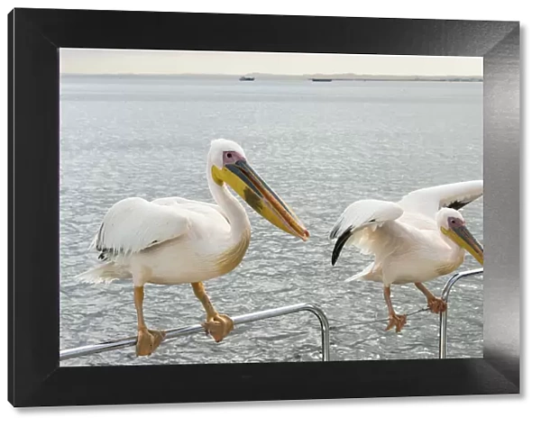Two Great White Pelicans -Pelecanus onocrotalus- on a railing in Walvis Bay, Namibia