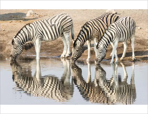 Three Burchells Zebras -Equus quagga burchellii- drinking at water, Chudop water hole, Etosha National Park, Namibia