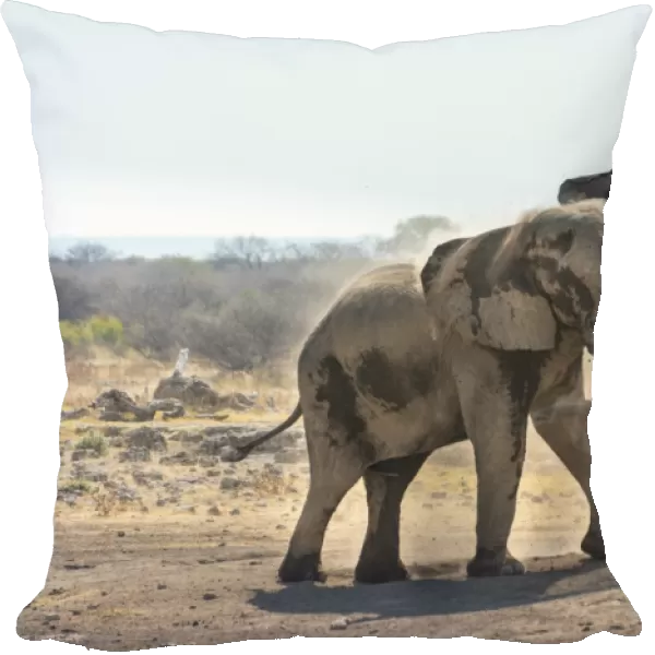 African Bush Elephant -Loxodonta africana- taking a dust bath, Koinachas waterhole, Etosha National Park, Namibia