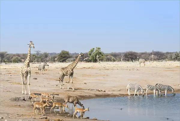 Giraffe -Giraffa camelopardalis- and Black-faced impalas-Aepyceros melampus petersi- at the Chudob waterhole, Etosha National Park, Namibia