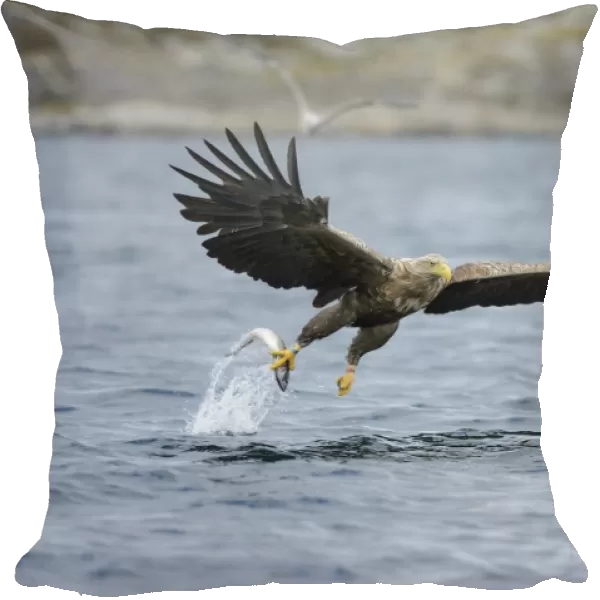 White-tailed Eagle or Sea Eagle -Haliaeetus albicilla- flying away with a captured fish, Lauvsnes, Flatanger, Nord-Trondelag, Trondelag, Norway