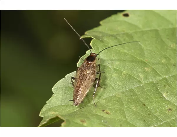 Dusky Cockroach -Ectobius lapponicus- Untergroeningen, Baden-Wuerttemberg, Germany, Europe