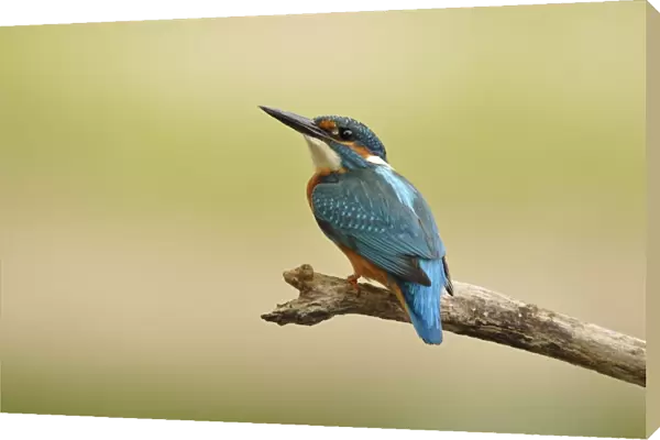 Common Kingfisher -Alcedo atthis-, Middle Elbe Biosphere Reserve near Dessau, Saxony-Anhalt, Germany, Europe