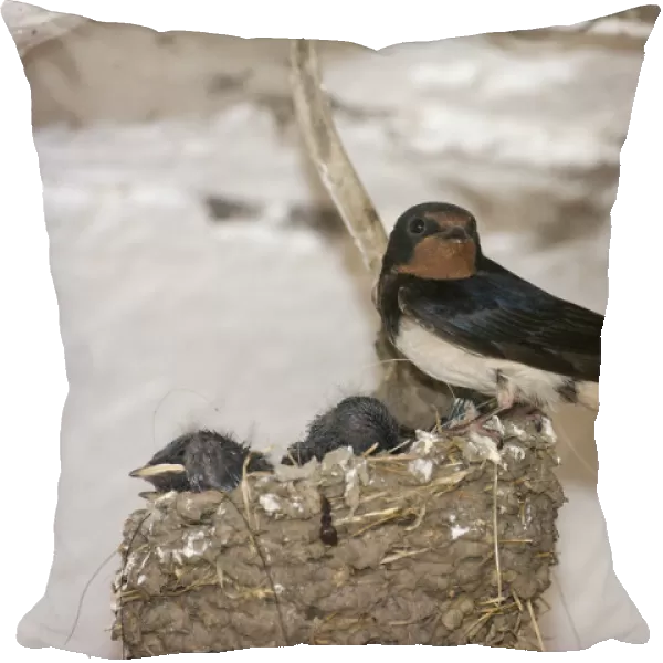 Barn Swallow -Hirundo rustica- with nestlings, Thuringia, Germany