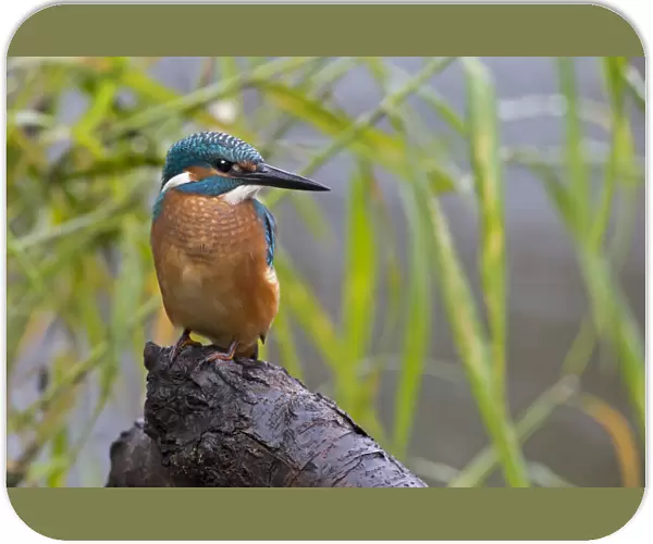 Kingfisher -Alcedo atthis-, young bird in habitat, Middle Elbe, Saxony-Anhalt, Germany