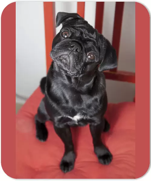 Black pug sitting on a red kitchen chair