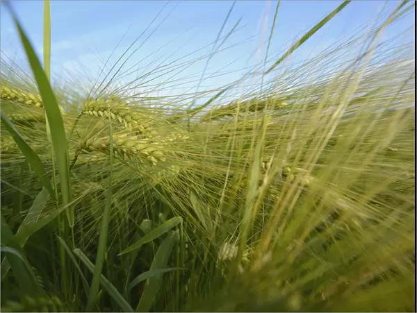 Ears of barley -Hordeum vulgare-