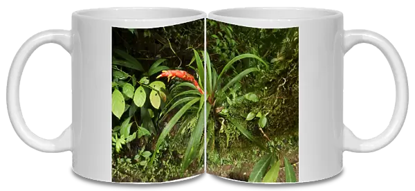 Bromeliad -Bromeliaceae- in flower, Monteverde National Park, Costa Rica, Central America