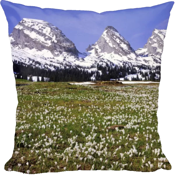 Crocus meadow on the Sellamatt in Toggenburg, the snowy Churfirsten at the back, Schibenstoll, Zuestoll, Brisi, Frumsel, Unterwasser, Canton of St. Gallen, Switzerland