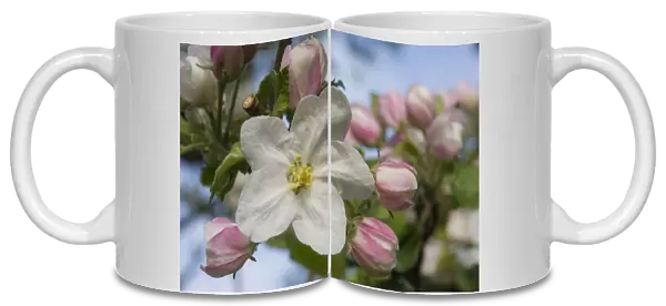 Blossom, Cultivated Apple -Malus domestica, Boskoop-, Thuringia, Germany