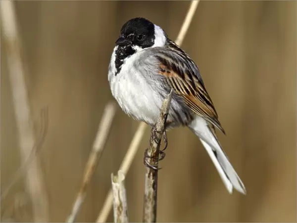 Reed Bunting -Emberiza schoeniclus-, male on a reed, Lauwersmeer National Park, Lauwers Sea, Holland, Netherlands, Europe