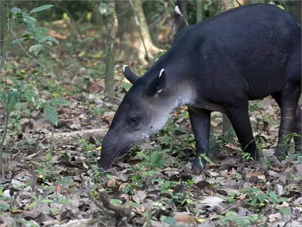 Central American Tapir or Bairds Tapir -Tapirus bairdii-, Sirena, Corcovado National Park, Puntarenas Province, Costa Rica, Central America