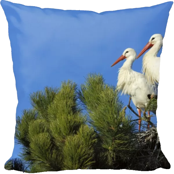 White Storks -Ciconia ciconia- sitting on a nest, Muri, Switzerland, Europe