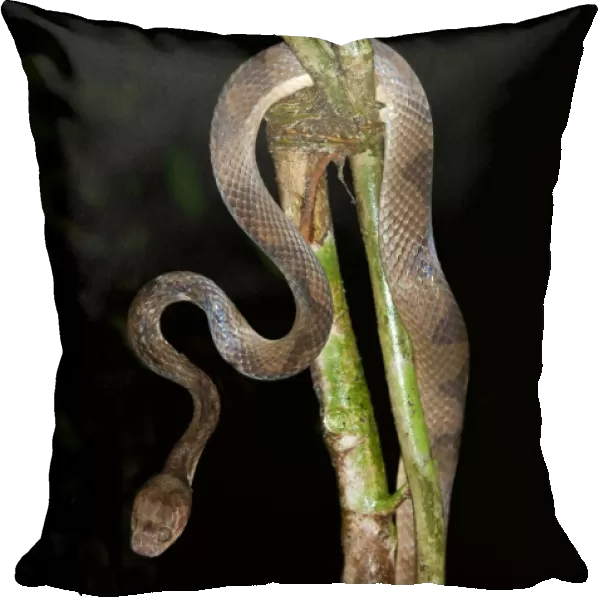Cat-eyed snake -Leptodeira sp. - Tiputini rainforest, Yasuni National Park, Ecuador, South America