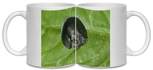 Black tortoise beetle -Cassidinae-, Tiputini rain forest, Yasuni National Park, Ecuador, South America
