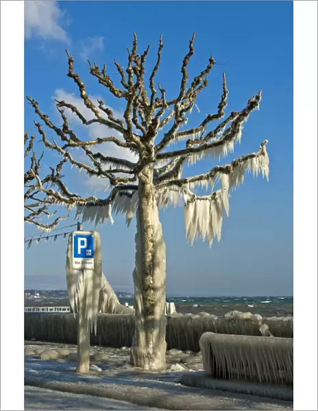 Tree coated with a thick layer of ice on promenade on Lake Geneva, Versoix, Canton of Geneva, Switzerland
