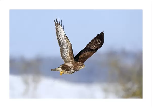 Common Buzzard -Buteo buteo- in flight over a snow-covered landscape, Swabian Alb biosphere reserve, Baden-Wurttemberg, Germany