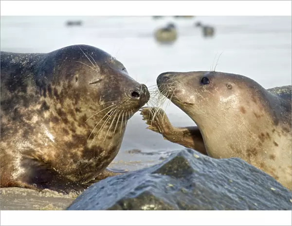 Gray Seal -Halichoerus grypus-, male and female, Helgoland, Schleswig-Holstein, Germany