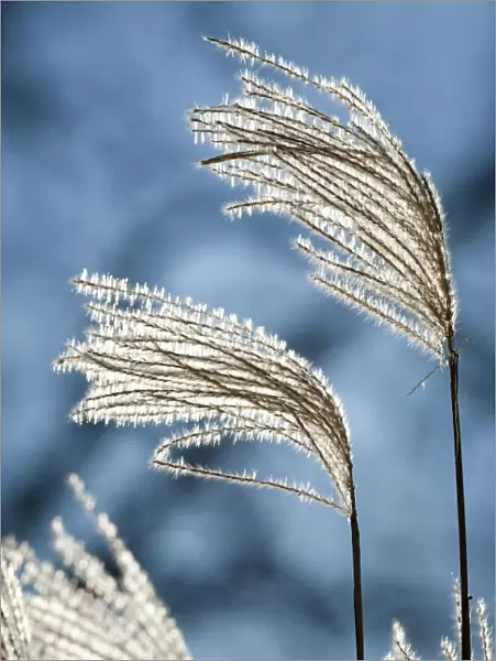 Reeds with backlighting, Wilhelma, Stuttgart, Germany, Europe