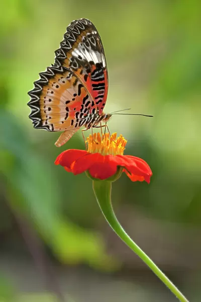 Lacewing -Cethosia- drinking nectar from a flower, Siem Reap, Cambodia, Southeast Asia, Asia