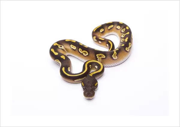 Royal Python -Python regius-, Mojave Black Head, male, Markus Theimer reptile breeding, Austria