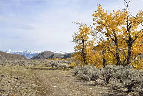 Roadway with autumnal coloured trees in the Big Lost River Valley, Lost River Range at back, Mackay, Idaho, USA