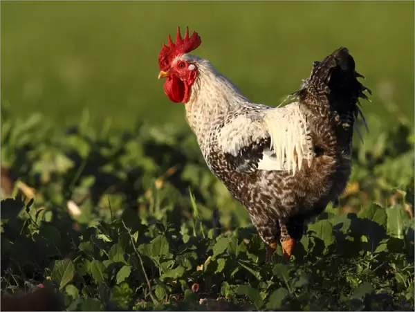 Domestic chicken -Gallus gallus domesticus-, rooster standing in a cabbage field, Baltic island of Fehmarn, East Holstein, Schleswig-Holstein, Germany, Europe