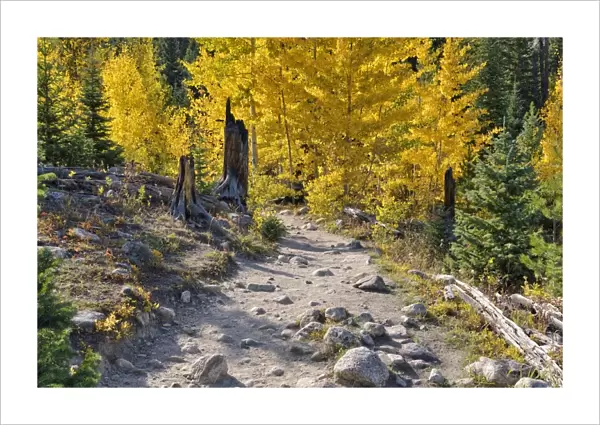Trail to Ouzel Falls, Wild Basin, Rocky Mountains National Park, Colorado, USA