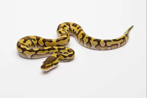 Tiger Phantom Yellow Belly Ball Python or Royal Python -Python regius-, male