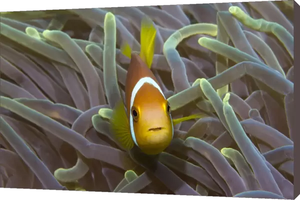 Blackfinned Anemonefish or Maldives Anemonefish -Amphiprion nigripes-, clownfish, Noonu Atoll, Maldives, Indian Ocean