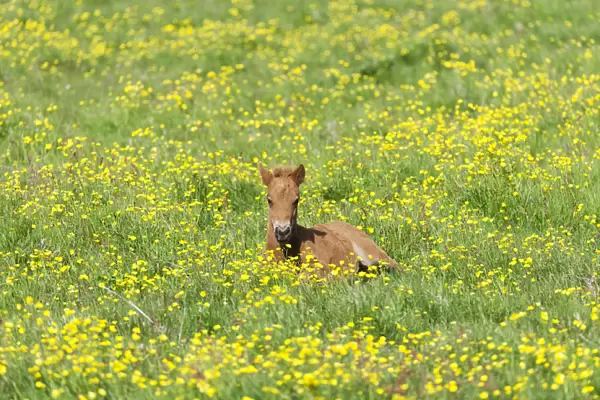 Young Icelandic horse, foal resting on a flower meadow, Iceland, Europe