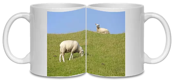 Sheep on dike, Strucklahnungshoern, Nordstrand, North Friesland, Schleswig-Holstein, Germany, Europe
