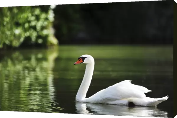 Mute Swan -Cygnus olor-, Austria