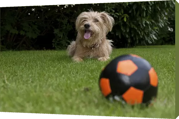 Ball and Kromfohrlaender and Irish Terrier mix waiting behind it