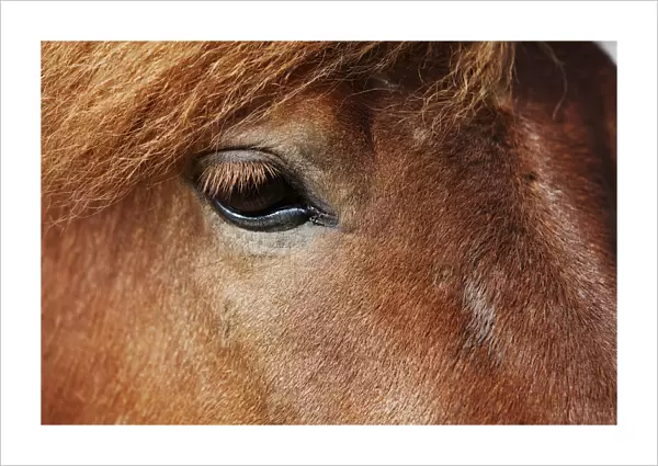 Icelandic horse, detail view of the eye, southern Iceland, Iceland, Europe