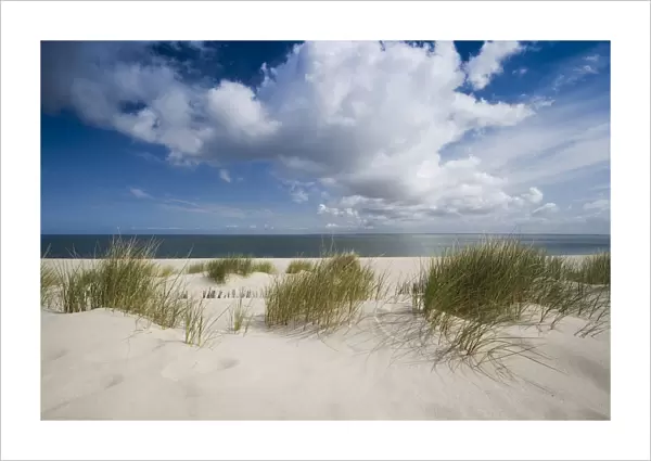 Marram grass on the beach, List, Sylt island, Schleswig-Holstein, Germany, Europe