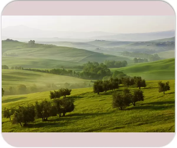 Meadows, fields and olive trees in the morning light, Pienza, Val dOrcia, Tuscany, Italy, Europe