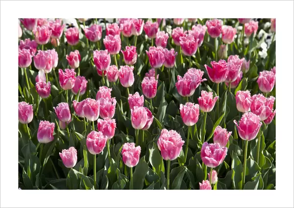 Bed of pink Tulips -Tulipa-