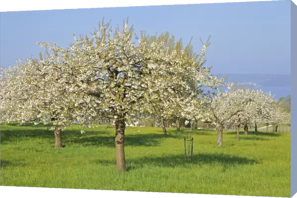 Blossoming apple trees on Lake Constance, Baden-Wuerttemberg, Germany, Europe