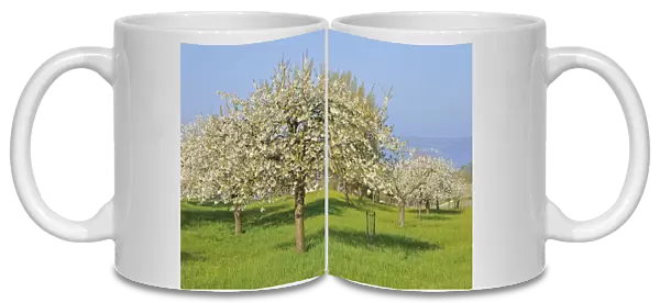 Blossoming apple trees on Lake Constance, Baden-Wuerttemberg, Germany, Europe