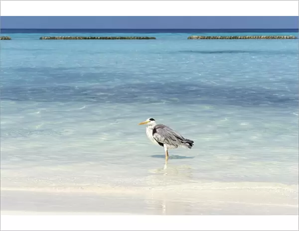 Grey Heron -Ardea cinerea- on the beach of a Maldivian island, Kurendhoo Island, Lhaviyani Atoll, Maldives