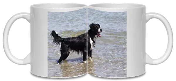 Border Collie crossbreed, standing in the water near a beach