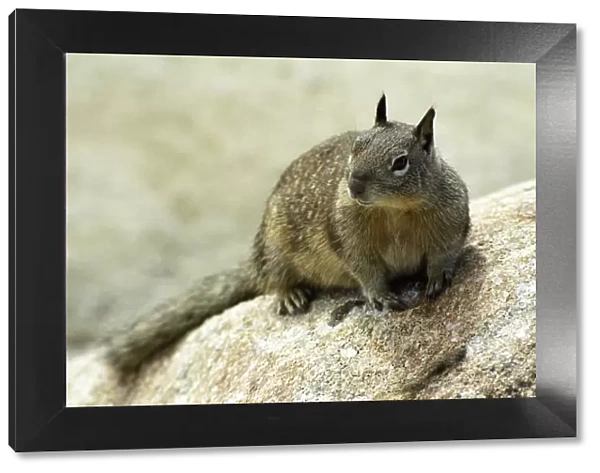 California ground squirrel (Spermophilus beecheyi) on the coast of Monterey, California, USA