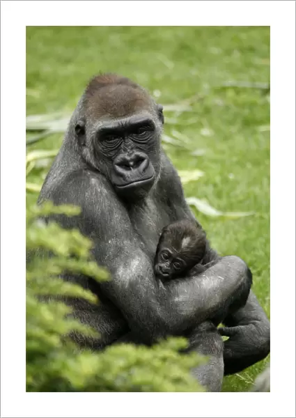 Western lowland gorilla (Gorilla gorilla gorilla) with a baby, in the zoo