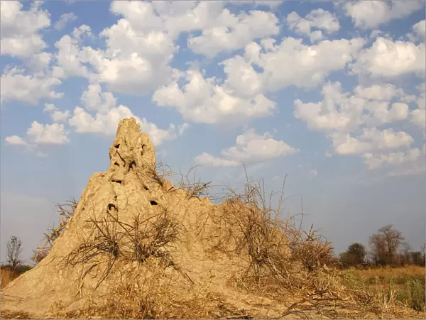 Termite hill under cumulus clouds in the Okavango Delta, Botswana, Africa