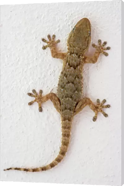 Wall Gecko (Tarentola mauritanica), Majorca, Spain, Europe