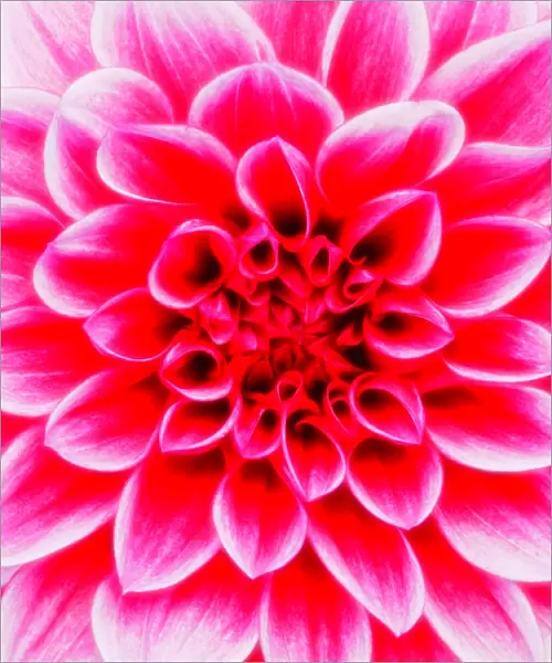 Dahlia Maxim (Dahlia), flower, close-up
