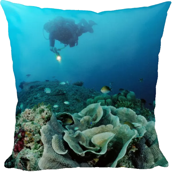 Lettuce coral (Turbinaria mesenterina) and diver, Indian Ocean, Maldives