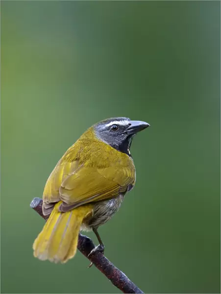 Buff-throated Saltator (Saltator maximus) Costa Rica