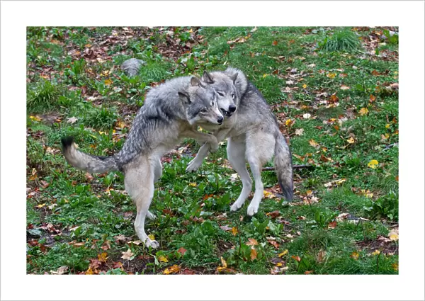 Timber wolves fighting